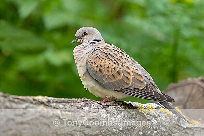 Turtle Dove - Macin National Park