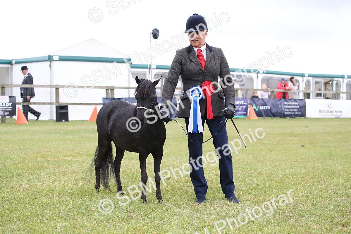SBM_03550 - Class 23-25 - British Miniature Horse of the Year