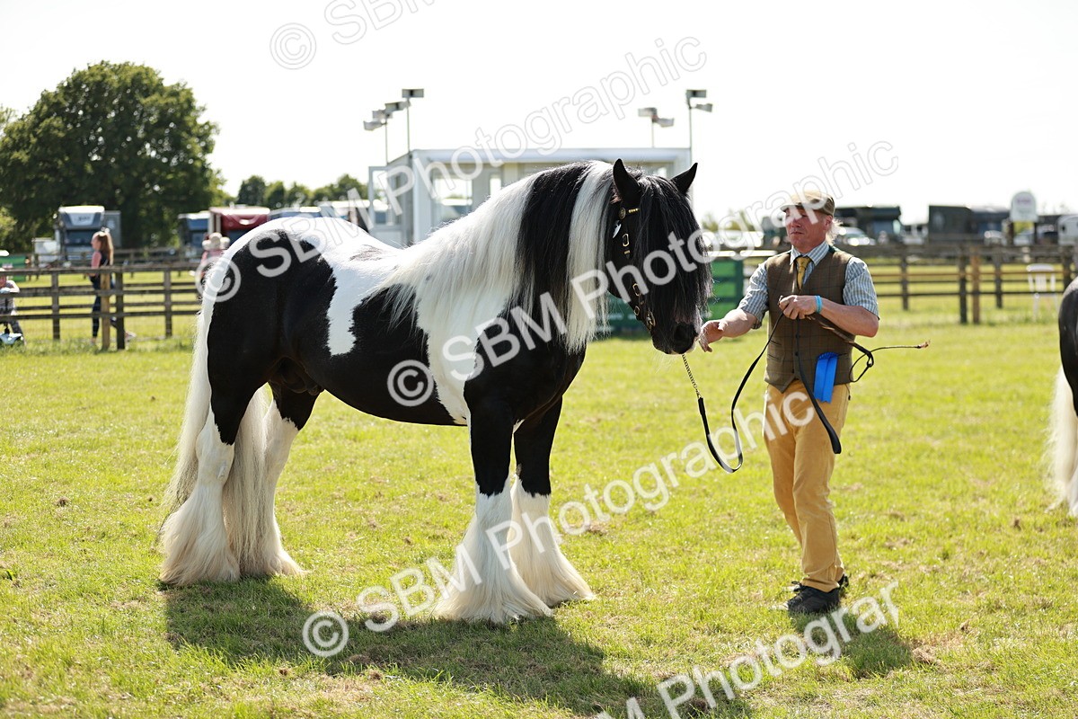 SBM_08900 - Class 63-65 - Traditional Gypsy Cobs In Hand & Ridden