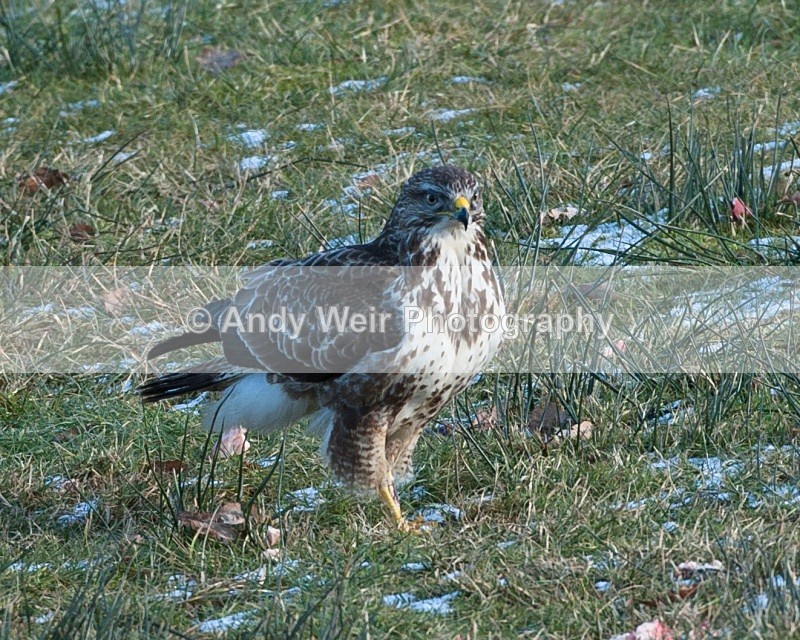 20100130-IMG_2671 207 - Common Buzzard