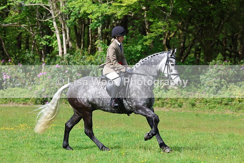 3E7A2641 - Working Hunter Championship