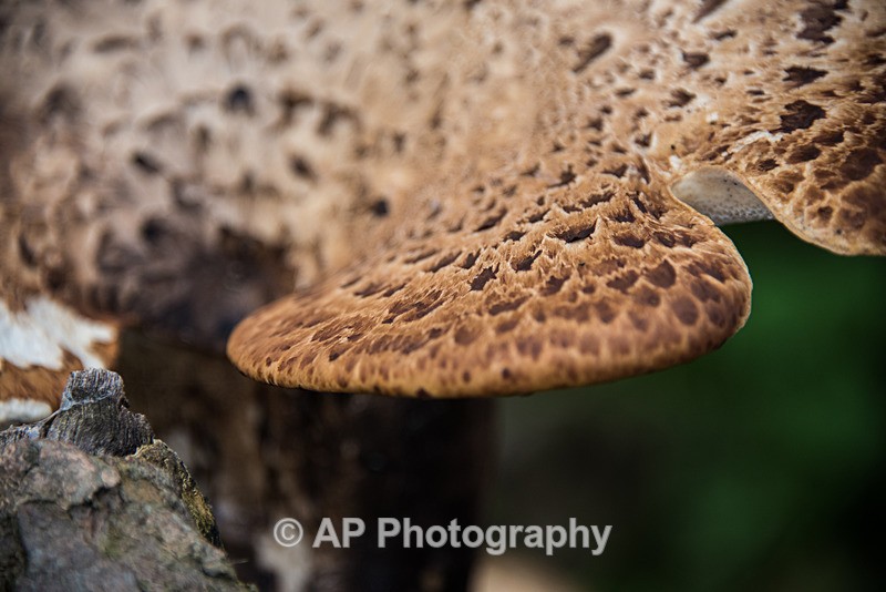 ACP_3375-1_Dryads_Saddle_Fungus - Fungi