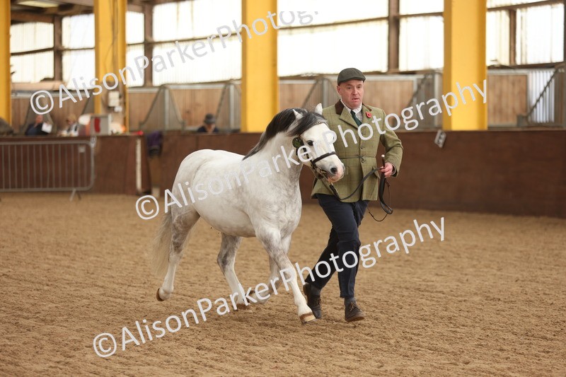 20251109-0534 - Class 20 - Stallions 4 Years and over