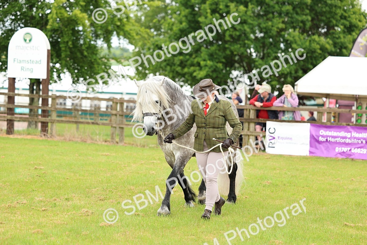 SBM_00505 - Class 58-67 - M&M Non Welsh Pony In hand