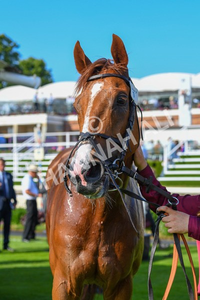 160623-Race 7-Diamond Bay-0804 - Race 7 5.21pm Constant Security Handicap