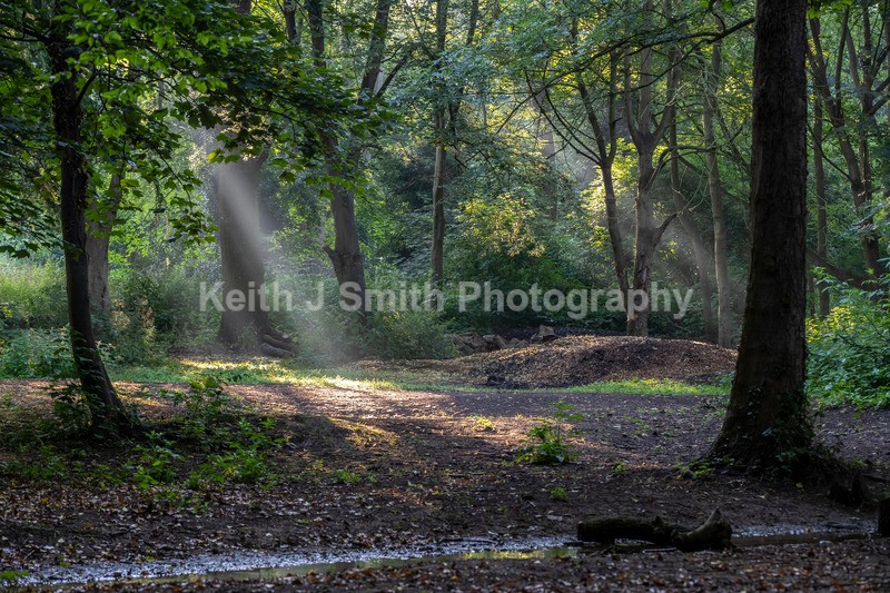 2KJS0295 - Trees in Abington Park