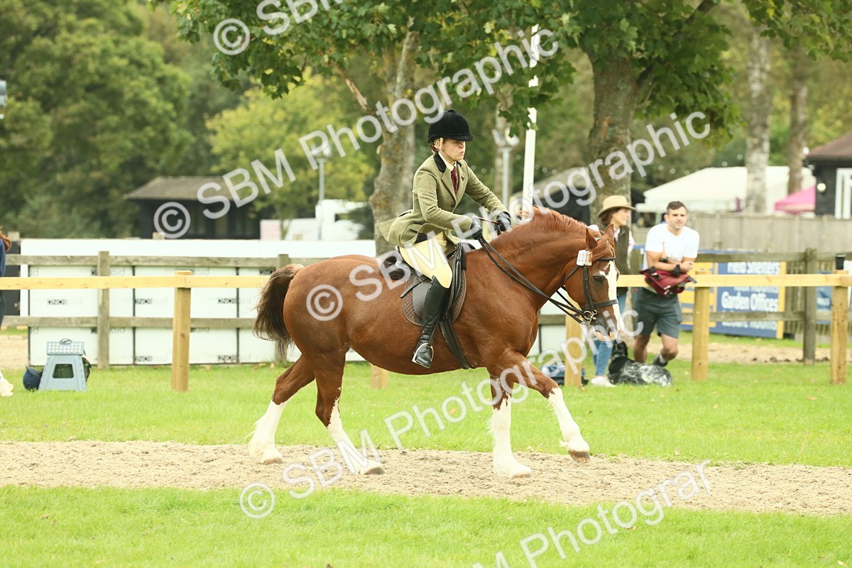 SBM_72127 - S60 - Mountain & Moorland Ridden Large Breeds