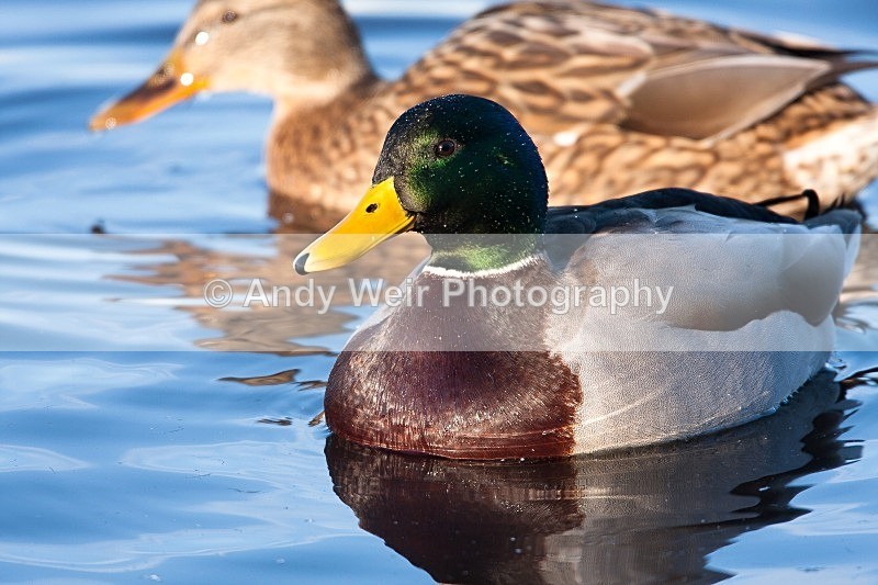 20081128-IMG_0757 026 - Mallard