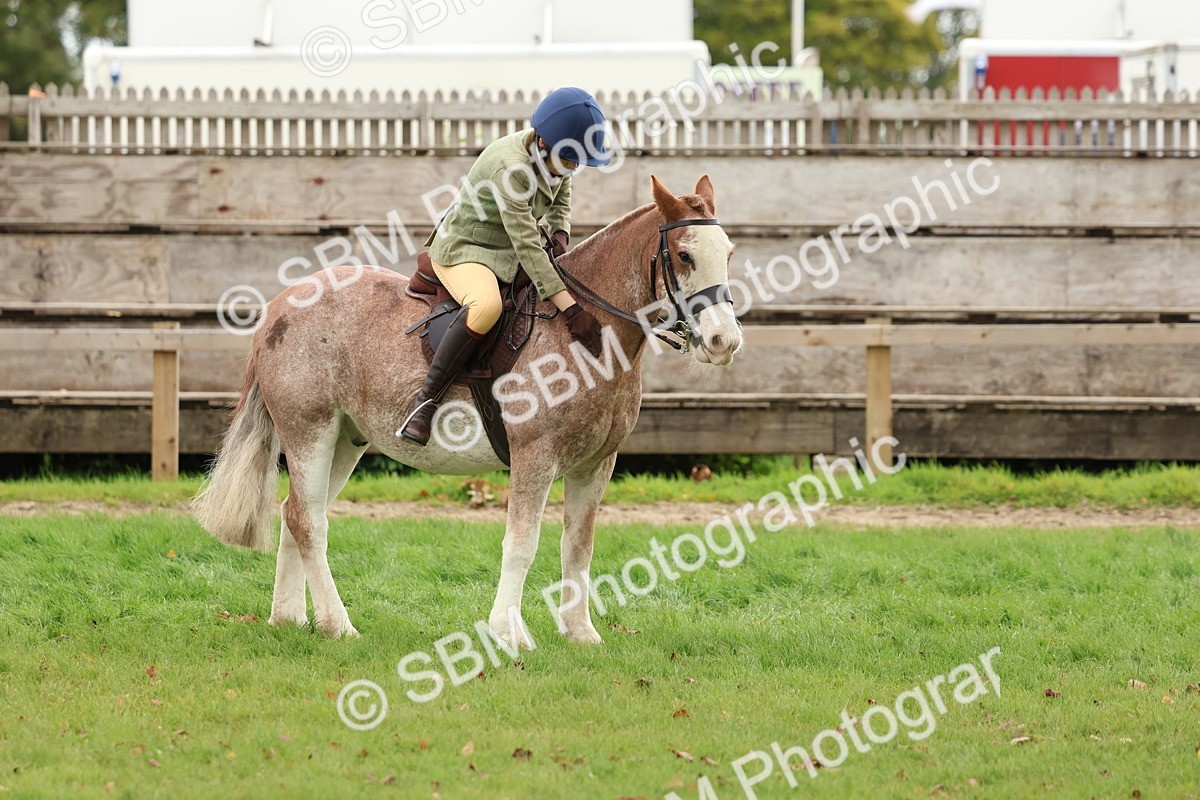 SBM_67542 - S60 - Mini Show Cob Ridden