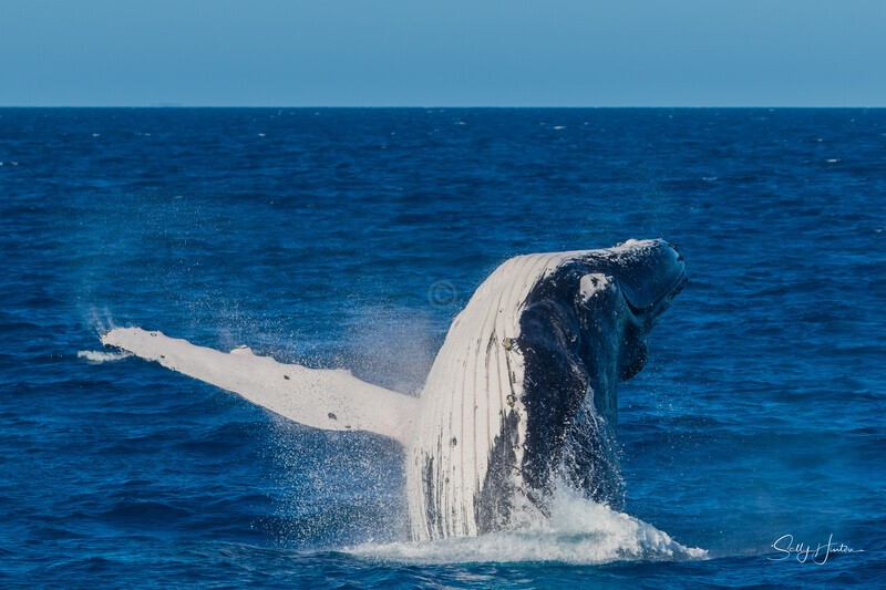 HB Breach 16. 0A3A6358 - 2025 Hervey Bay Whales