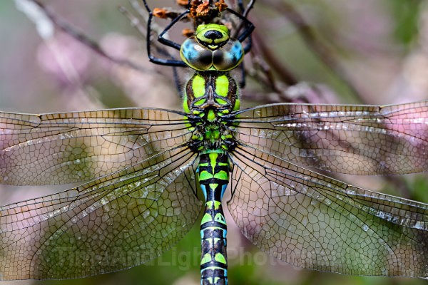 Male Southern hawker - Dragonflies & Damselflies