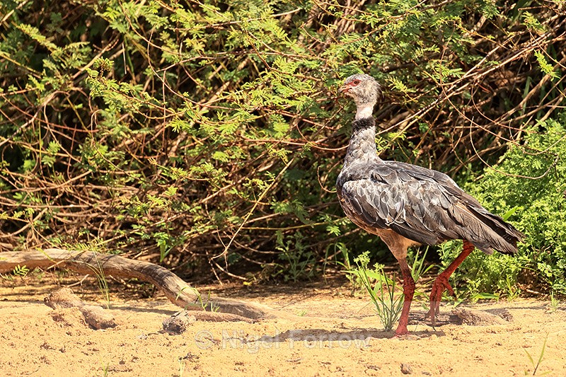 Southern Screamer, Mato Grosso, Brazil - Southern Screamer