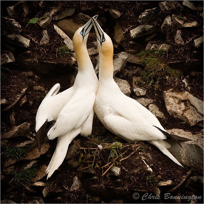 Posing Ganets - Other nature