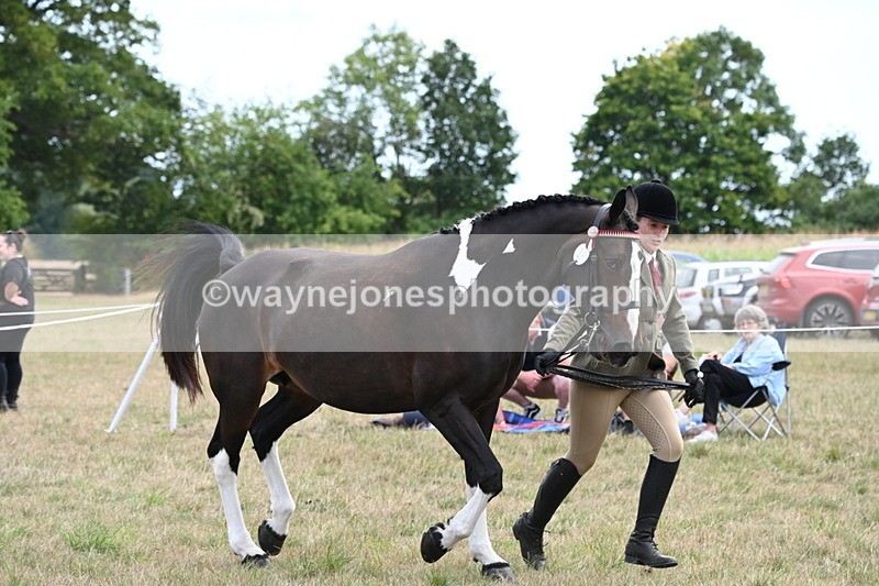 WJ6_6230 - Class 19 In-hand Veterans (Uploaded correct folder)