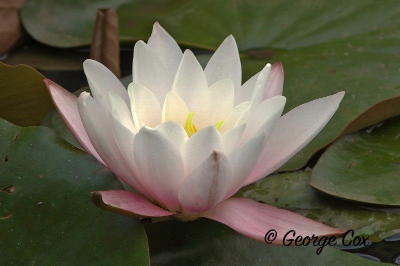 white water lily