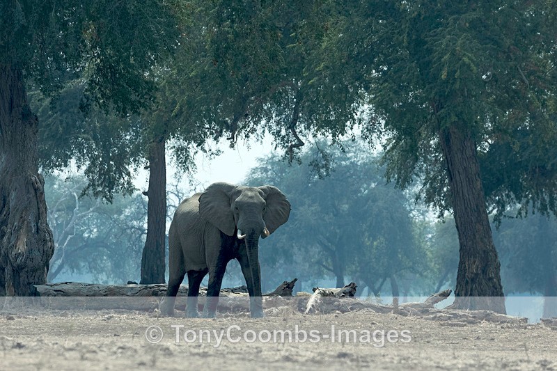 Elephant in the blue Light of Mana Pools - Mana Pools ~ The Mammals