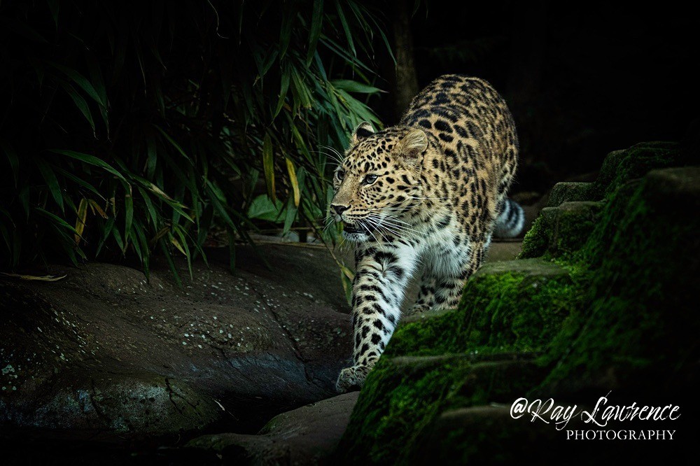 Amur Leopard -RLP_1799 - Vulnerable and Beyond