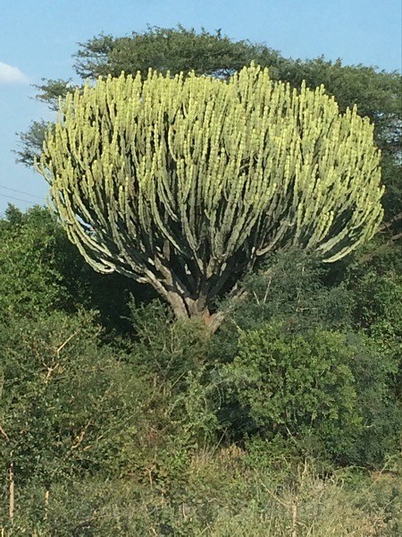 Candelabra Tree, Sth Africa - LANDSCAPES & TREES