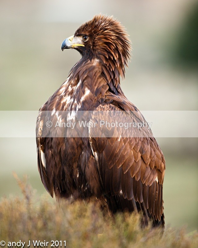  - Golden Eagle