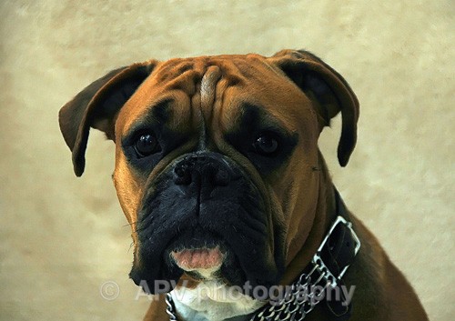 Boxer - Dogs'n'Cats