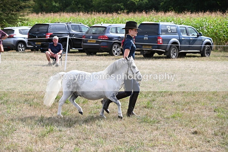 WJ6_7072 - Class 21 Shetland & Mini Horses