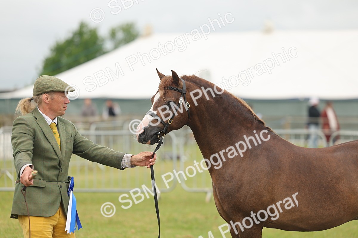 SBM_02305 - Class 50-57 - M&M Welsh Pony In Hand