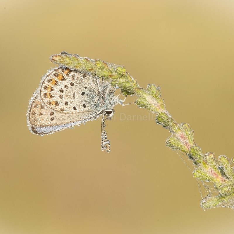 Dewy Butterfly SD2569 - Greeting Cards