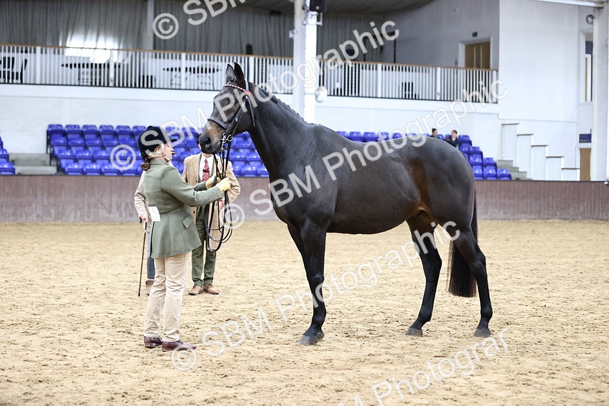 SBM_5761 - Class 3 - BSHA In Hand Show Hunter