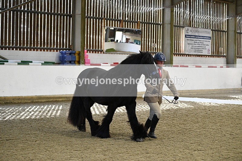 WJ5_4258 - Class 6 In hand M&M - Large Breeds