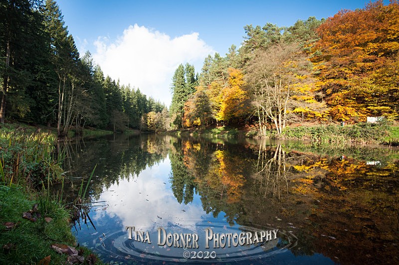 Autumn Forest of Dean. Tina Dorner Photography