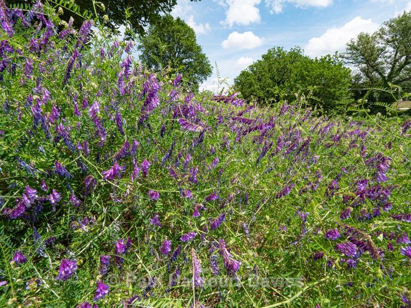 Wild Italian Garden. Paths are mown through the vegetation to provide access - Flowers in the Landscape - 2