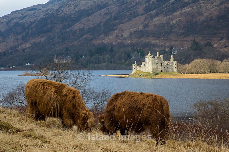 The perfect capture Highland cows and Kilchurn Castle - Highland Cows