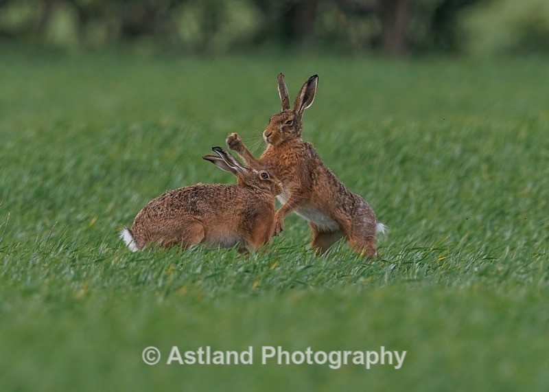 Brown Hares - Latest Images