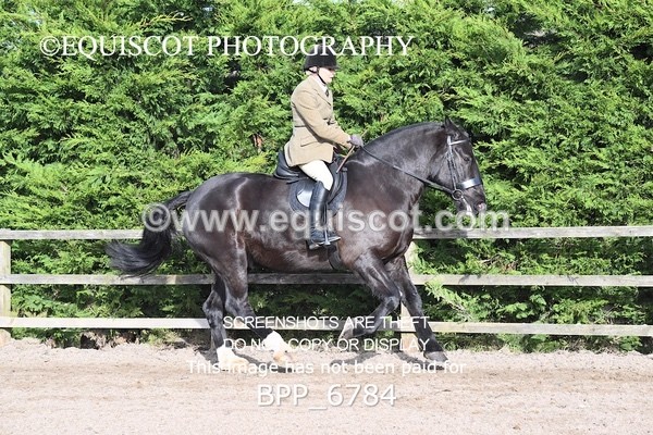 BPP_6784 - RING 1  (RIDDEN HORSES / IN HAND / VETERAN ETC)