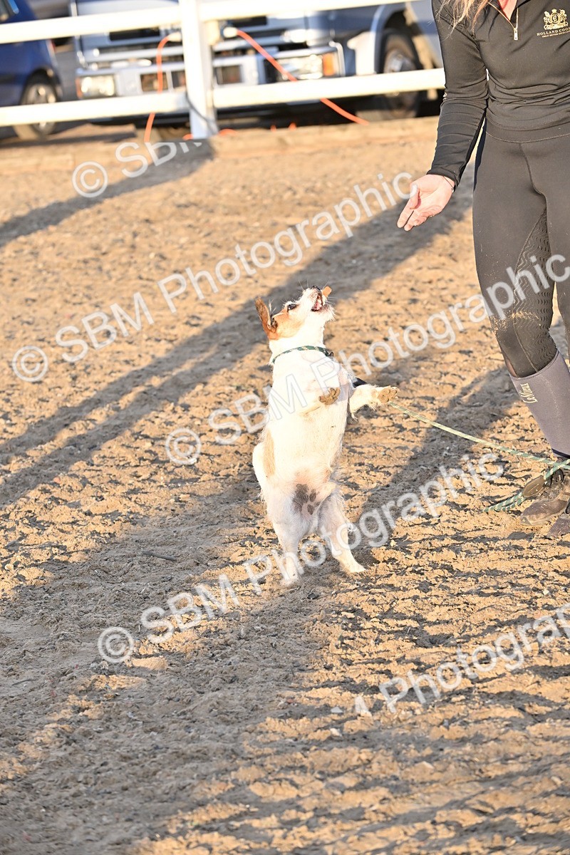 SBM_09690 - Lorry Dogs