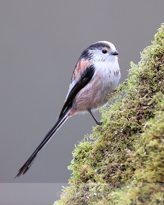 Long-tailed Tit side view, Otterbourne, Hampshire - Long-tailed Tit