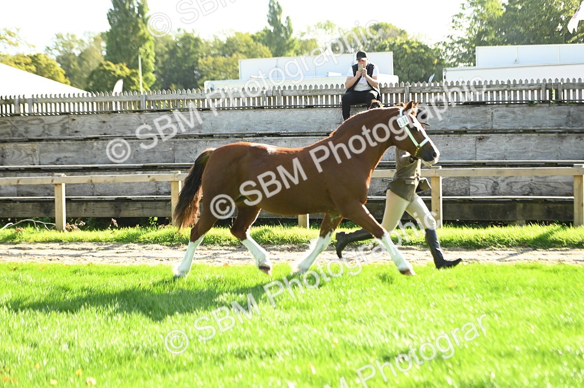 SBM_15848 - S1 - TSR in Hand Horse & Pony Showing