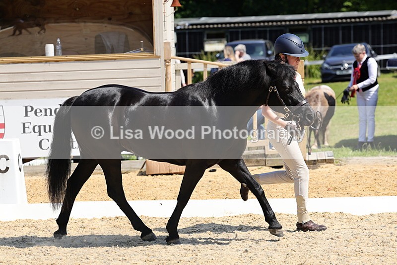 1X9A1121 - Class 9: Open Part Bred