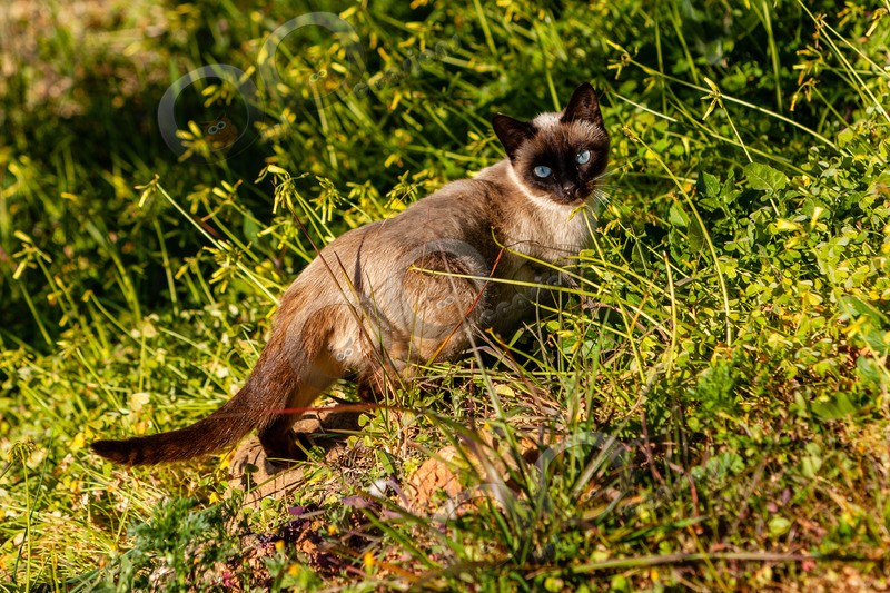 Cat domestic-1742 - Pet Photography