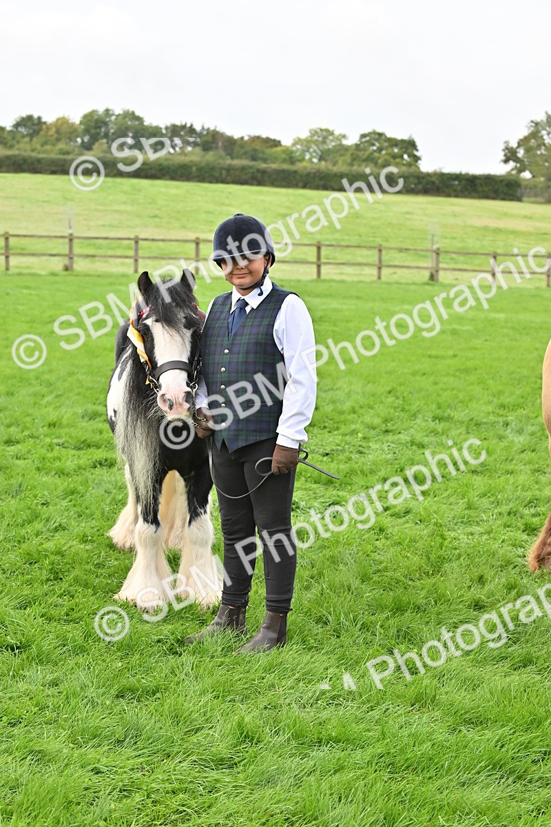 SBM_56994 - S45 - Coloured Pony In Hand