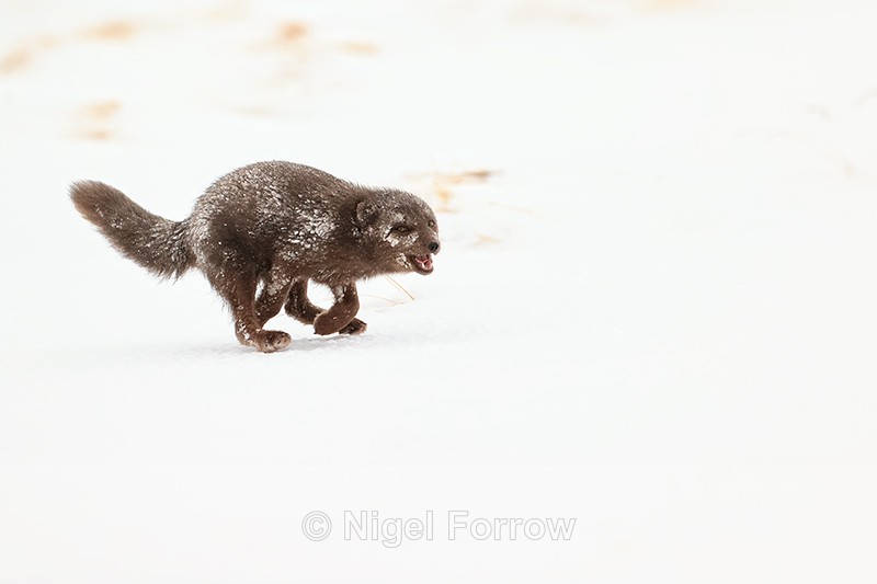 Arctic Fox calling while running, Hornstrandir, Iceland - Arctic Fox
