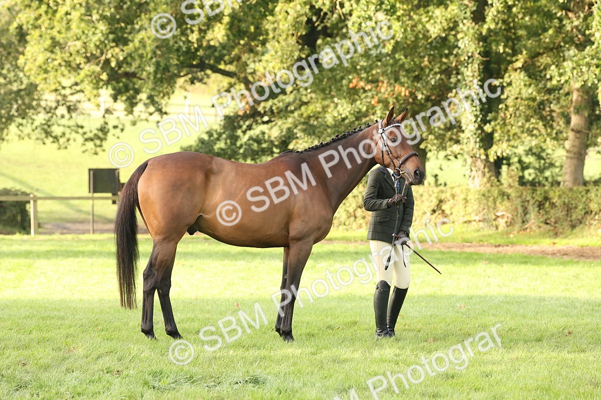 SBM_54954 - S52 - Riding Horse & Hack & thoroughbred In Hand