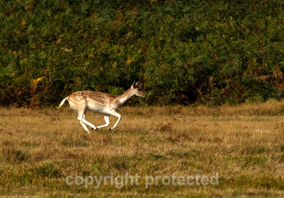 Fallow Deer - Bradgate Park - Leicestershire - Mammals