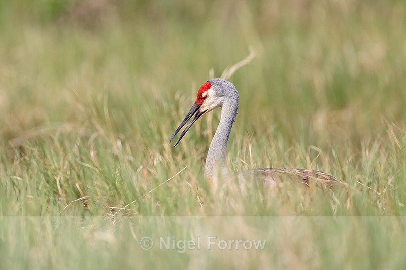 Sandhill Crane resting eyes shut, Viera Wetlands, Florida - Sandhill Crane