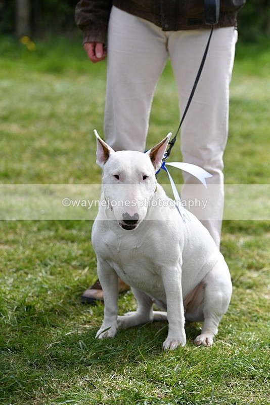 WJ5_0665 - Class 7 Best Terrier