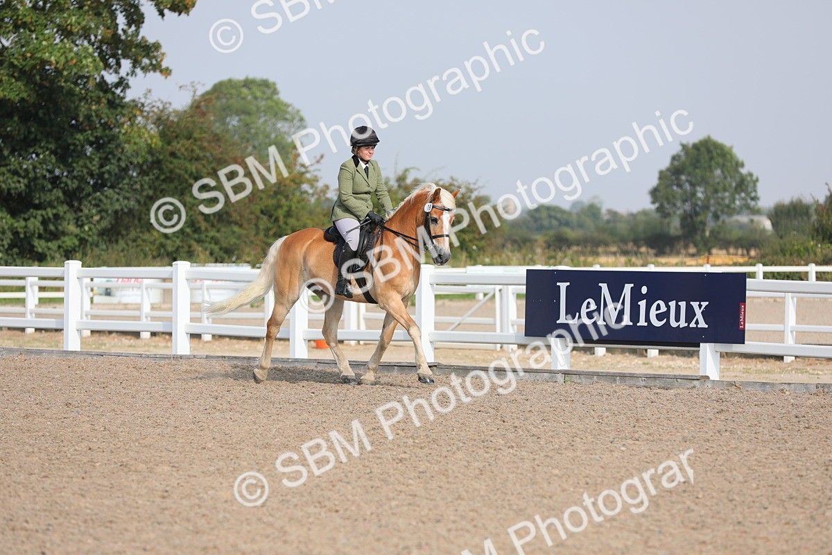 SBM_11329 - Class 305 Ridden Foreign Breeds- Pure Bred