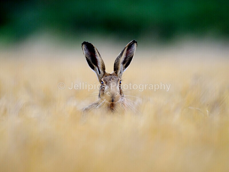  - Wildlife and Nature