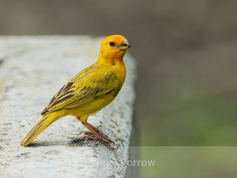 Saffron Finch (male), Kealakekua Bay, Hawaii - Saffron Finch