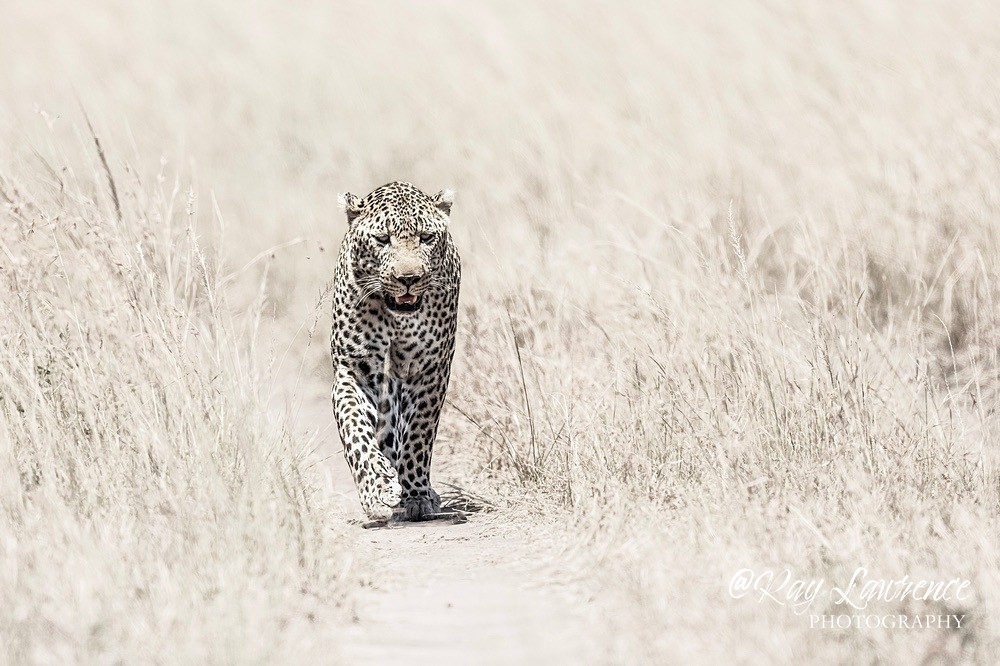 Masai Mara 180223_RLP143458hkcA - Colour Fine Art Wildlife