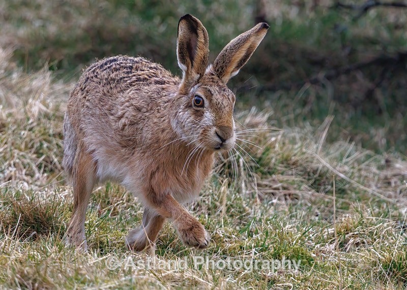 Brown Hare - Latest Images